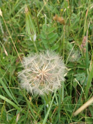 photo of Goat's Beard