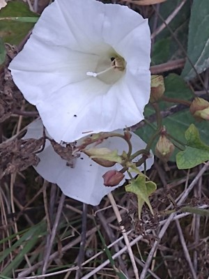 photo of Hedge Bindweed