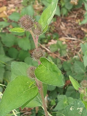 photo of Lesser Burdock