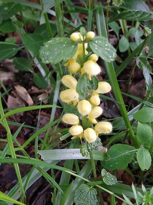 photo of Yellow Archangel