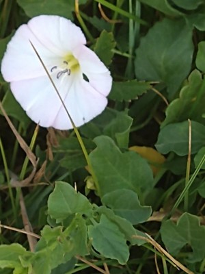 photo of Field Bindweed