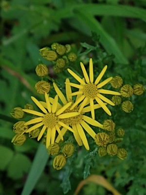 photo of Ragwort