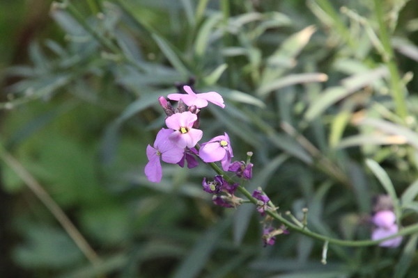 photo of Dame's Violet