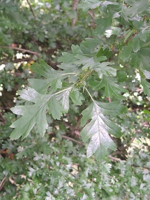 photo of Hawthorn