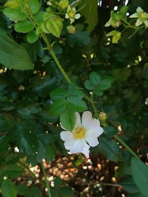 photo of Common Dog Rose