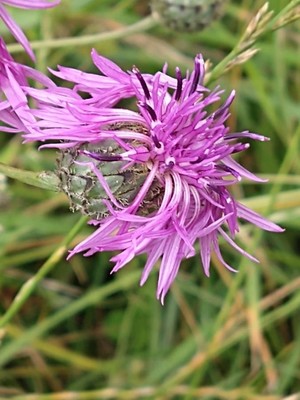 photo of Greater Knapweed