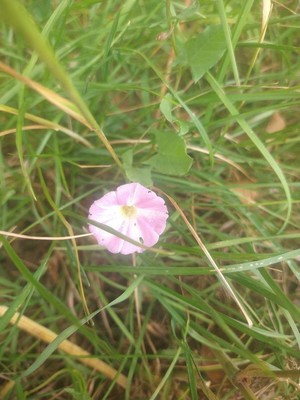 photo of Field Bindweed