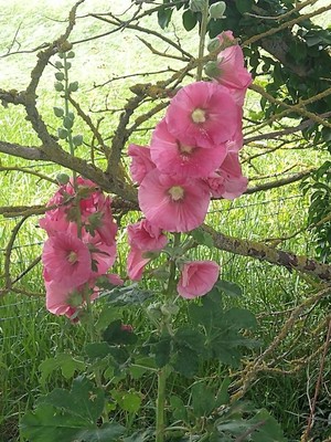 photo of Hollyhock