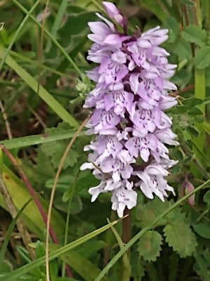 photo of Common Spotted Orchid