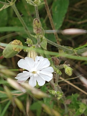 photo of White Campion
