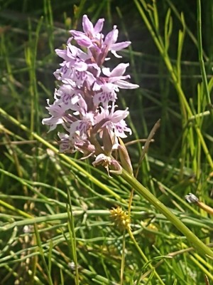 photo of Common Spotted Orchid