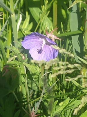 photo of Meadow Crane's Bill