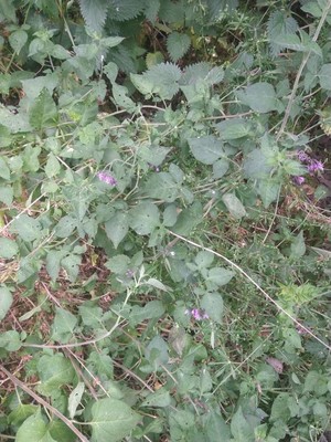 photo of Bittersweet