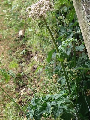 photo of Hogweed