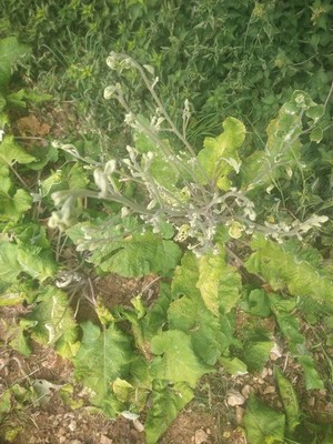 photo of Lesser Burdock