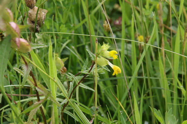 photo of Yellow Rattle