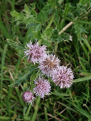 photo of Creeping Thistle