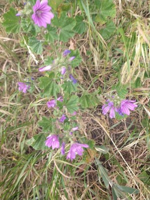 photo of Common Mallow