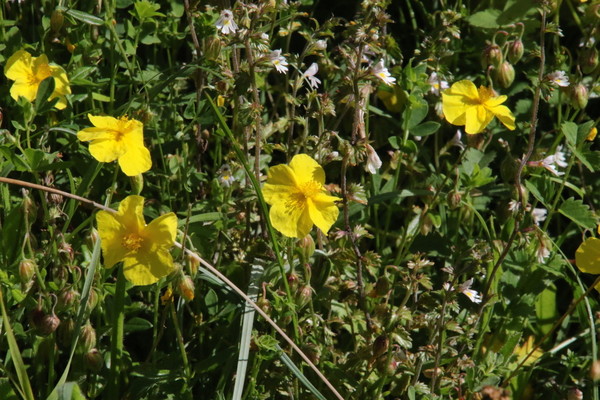 photo of Common Rockrose