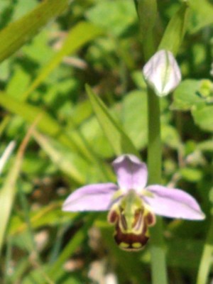 photo of Bee Orchid