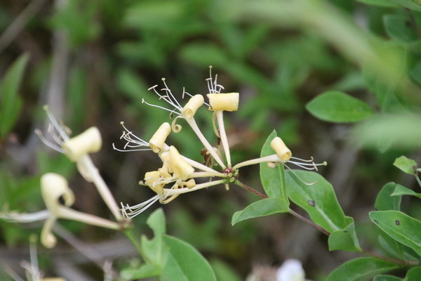 photo of Honeysuckle