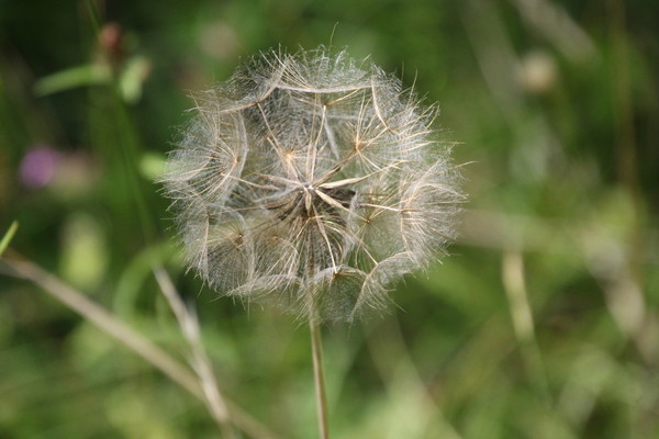 photo of Goat's Beard