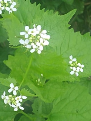 photo of Garlic Mustard