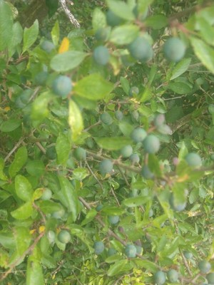 photo of Blackthorn