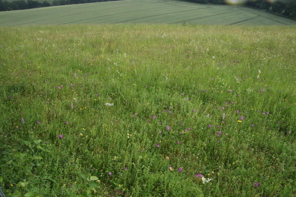 photo of Pyramidal Orchid