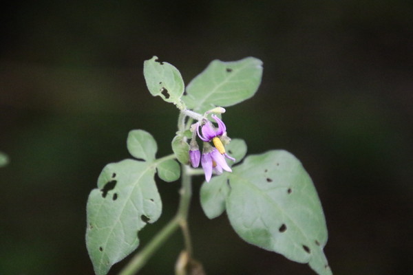 photo of Bittersweet