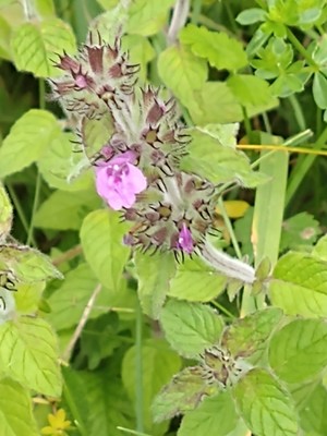 photo of Wild Basil