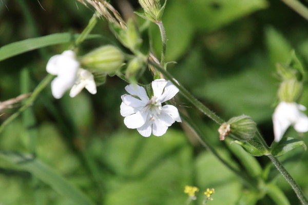 photo of White Campion