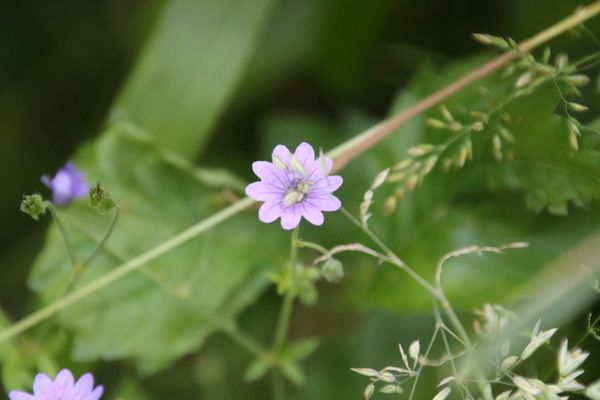 photo of Hedgerow Crane's Bill