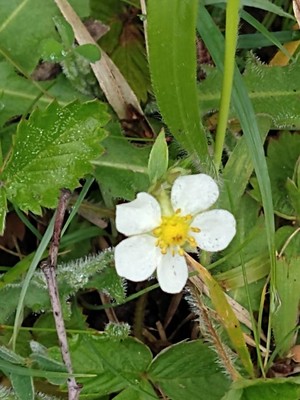 photo of Wild Strawberry