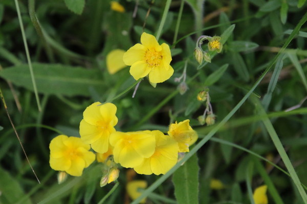 photo of Common Rockrose