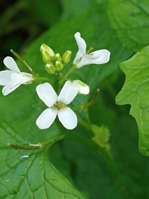 photo of Garlic Mustard