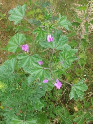 photo of Common Mallow