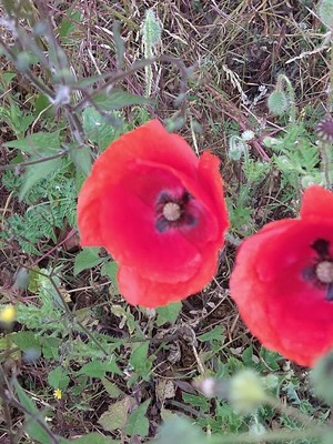 photo of Common Poppy