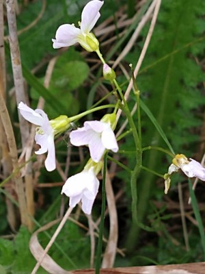 photo of Cuckoo Flower