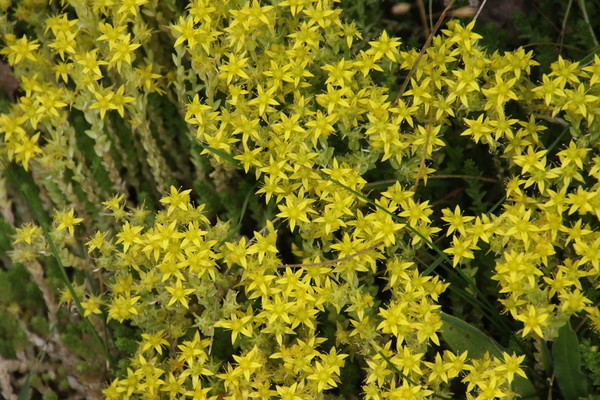 photo of Biting Stonecrop