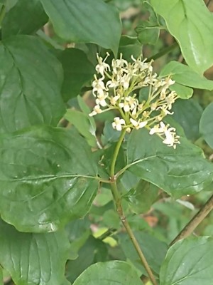 photo of Dogwood