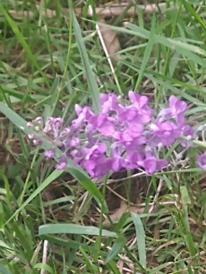 photo of Purple Toadflax