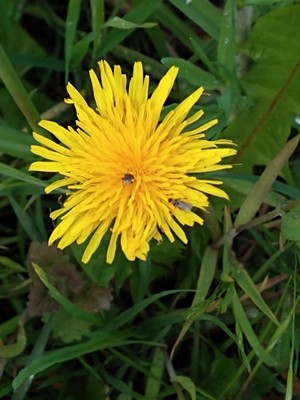 photo of Dandelion