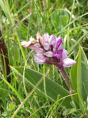 photo of Military Orchid