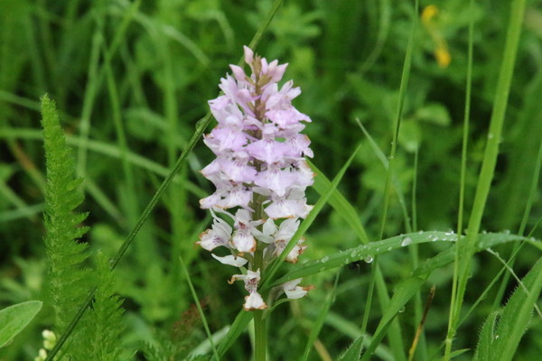 photo of Common Spotted Orchid