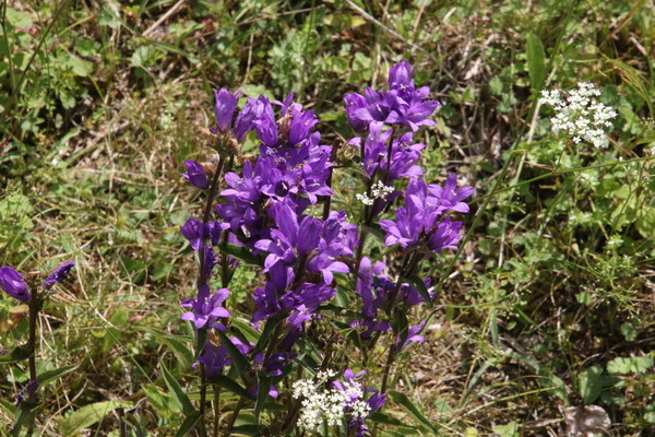 photo of Clustered Bellfower