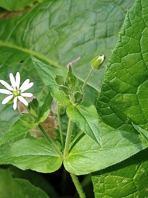 photo of Water Chickweed