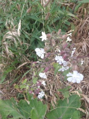 photo of White Campion