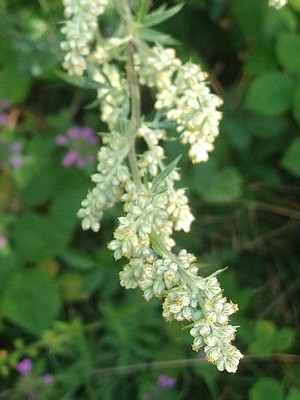 photo of Mugwort