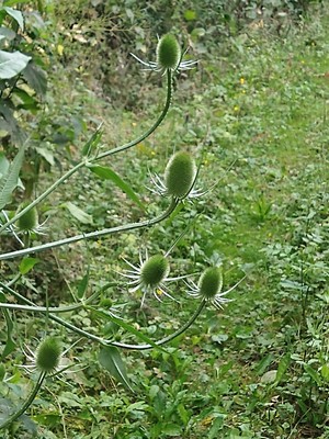 photo of Teasel